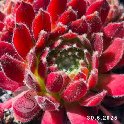 Sempervivum 'Hey Hey'