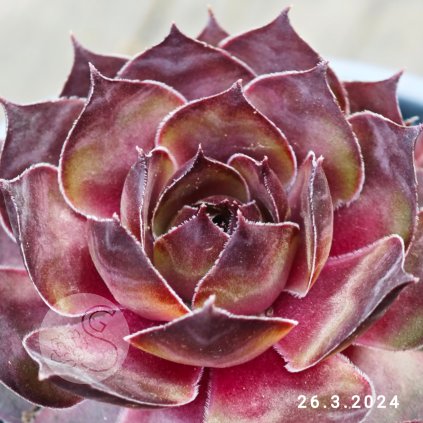 Sempervivum 'Gele Komeet'