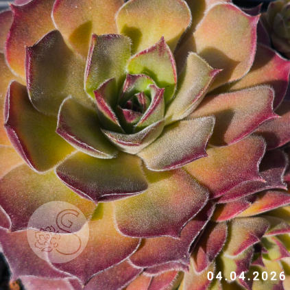 Untitled6 20260415221544