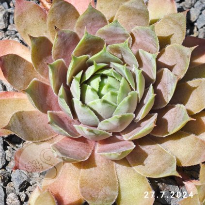 Sempervivum 'Rainbow Star (II)'
