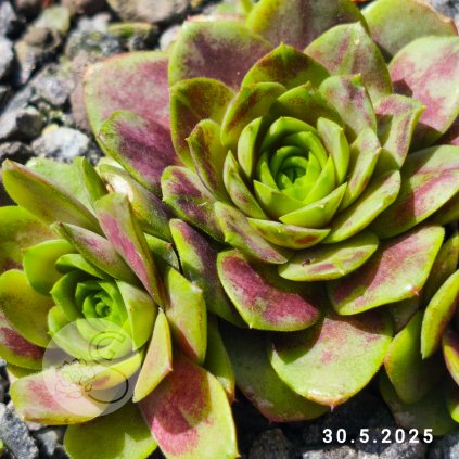 Sempervivum 'Drop Rockoon'