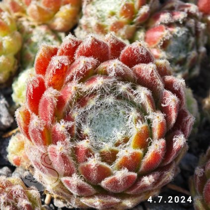 Sempervivum 'Gwyneira'