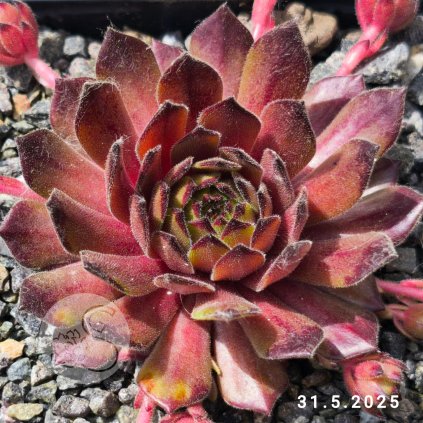 Sempervivum 'Isaac Dyson'
