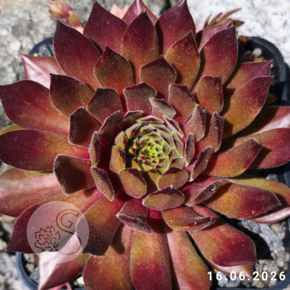 Sempervivum 'Isaac Dyson'