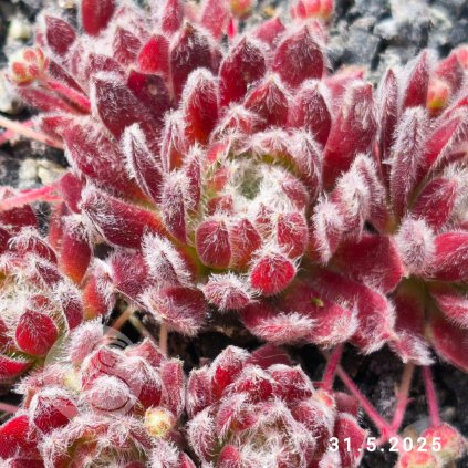 Sempervivum 'Velvet Touch'