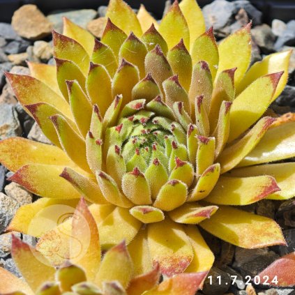 Sempervivum 'Sunray Stryder'