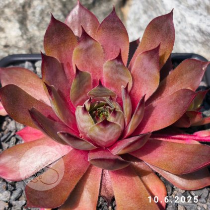 Untitled5 20250610131816