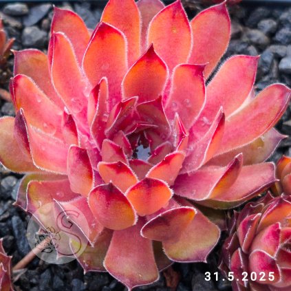 Sempervivum 'Franz'