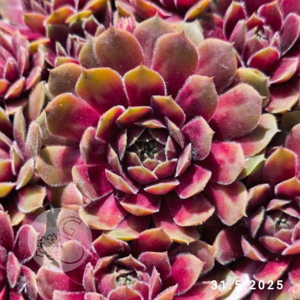 Untitled5 20250610143019