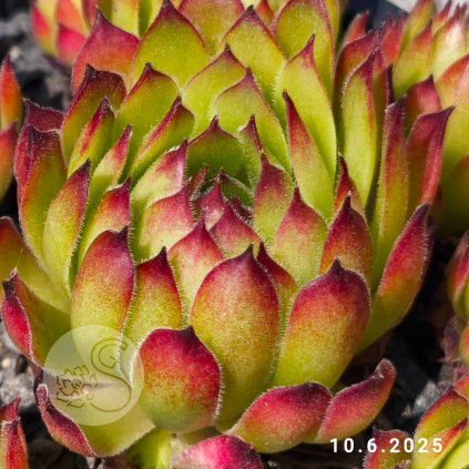 Sempervivum 'Apple Dumpling'