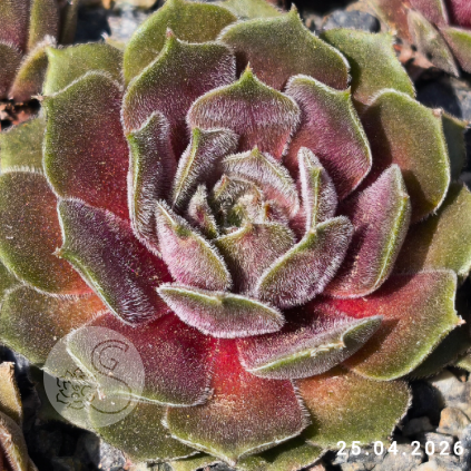 Sempervivum 'Sirenevy Tuman'