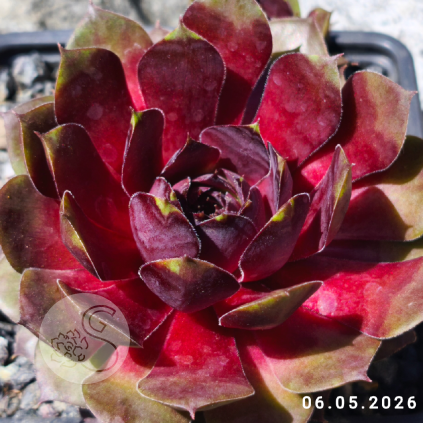 Sempervivum 'Lemon Ice'