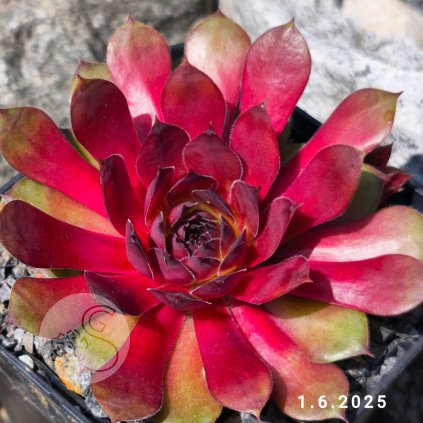 Untitled5 20250611234547