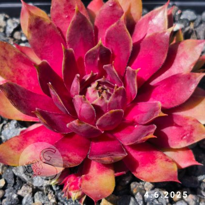 Sempervivum 'Gangster'