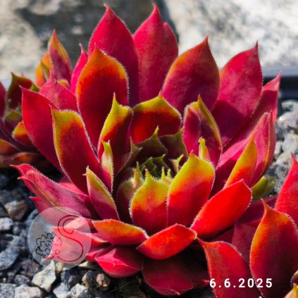 Sempervivum 'Teide'
