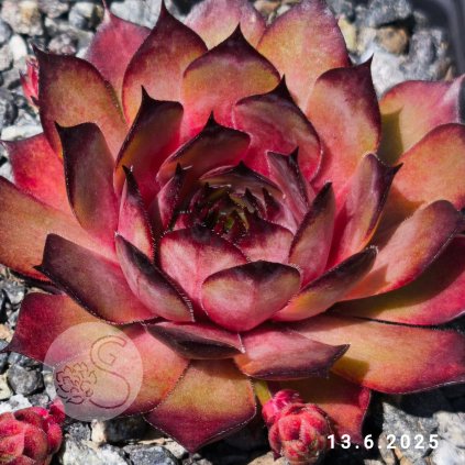 Sempervivum 'Kalimba de Luna'