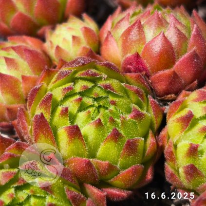 2. Jovibarba 'NN'