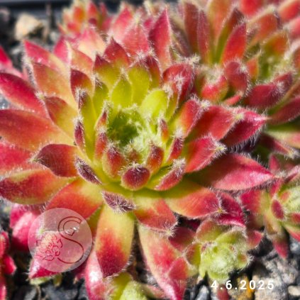 Sempervivum 'Strawberry Ice'