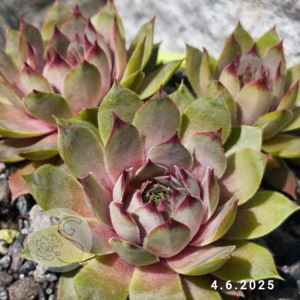 Sempervivum 'Nordwind'