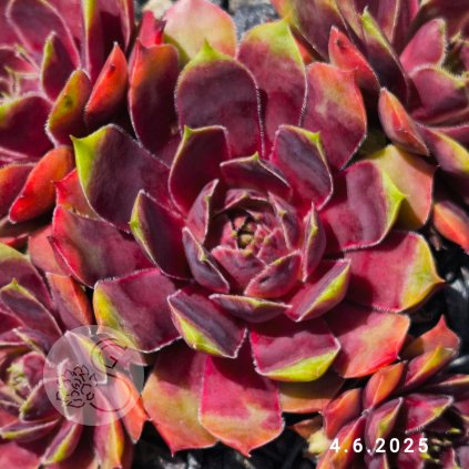 Sempervivum 'Pingo'