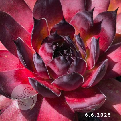 Sempervivum 'Mephisto'
