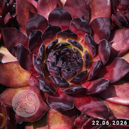 Sempervivum 'Mephisto'