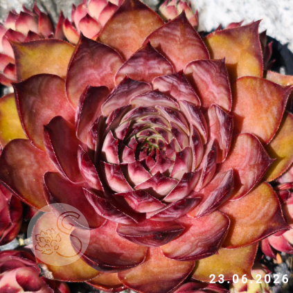 Sempervivum 'Mandala'