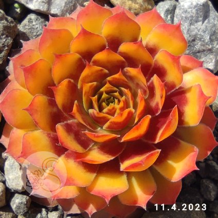 Sempervivum Chick Charms® 'Gold Nugget'