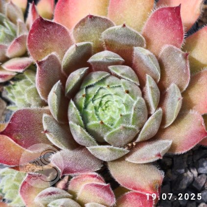 Sempervivum 'Pinkerton'