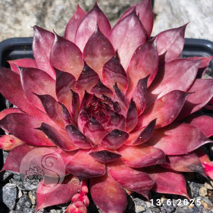 Sempervivum 'Alsterfackel'