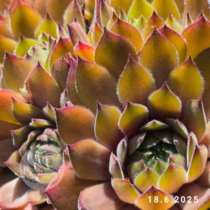 Sempervivum 'Orange Button'