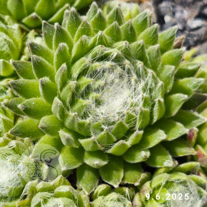 Sempervivum 'Koko Flanel'