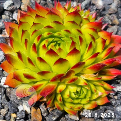 Untitled5 20250620181542