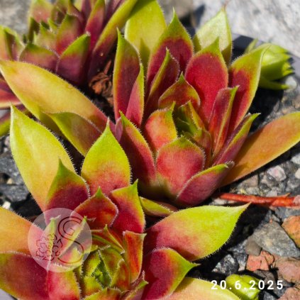 Sempervivum 'Wake Up'