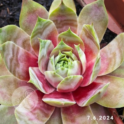 Sempervivum 'Basan'