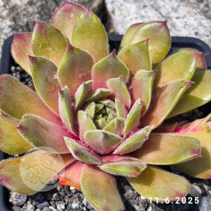 Sempervivum 'Yellow Citrin'