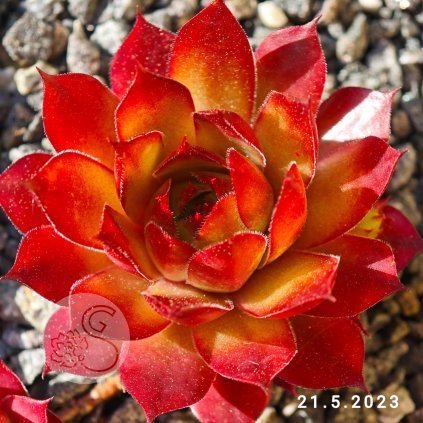 Untitled5 20250621233142