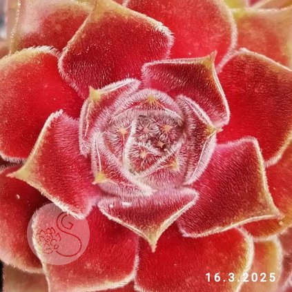 Sempervivum 'Pink Janis'