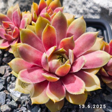 Untitled5 20250624004242