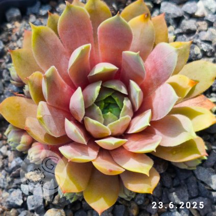 Sempervivum 'Abra-Lunata'