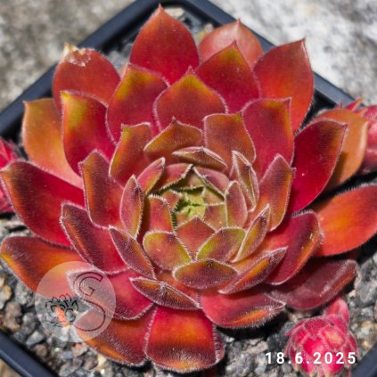 Sempervivum 'Mimi'