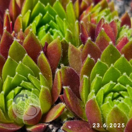 Sempervivum 'Gelina'