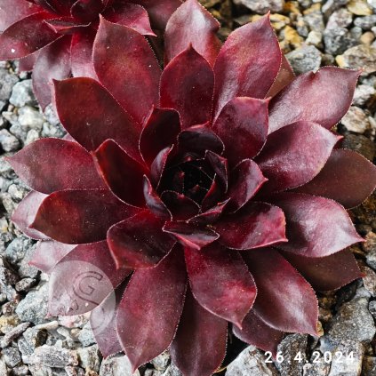 Sempervivum 'Bad Boy'