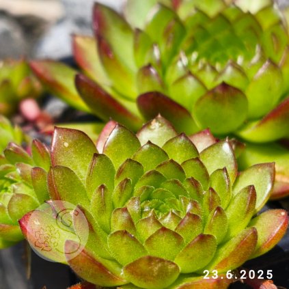 Sempervivum 'Plastic'