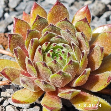 Sempervivum 'Green Plush'