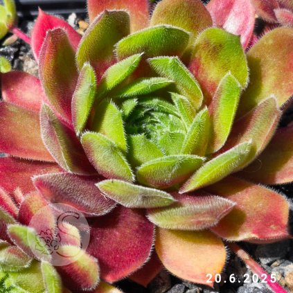 Sempervivum 'Heike'