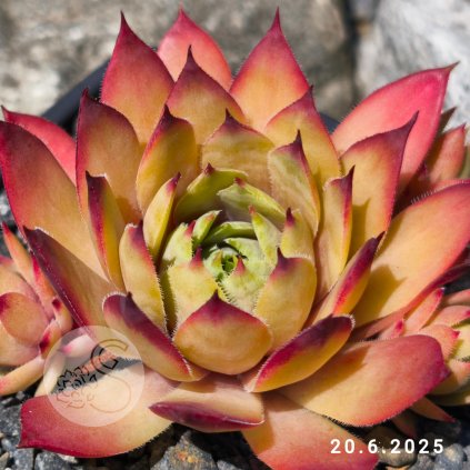 Sempervivum 'Uwe's Schöne'