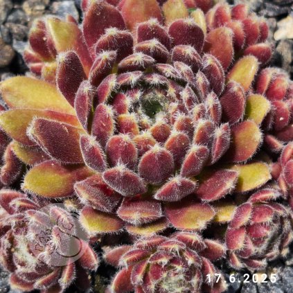Sempervivum 'Flauschball'