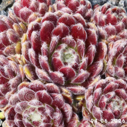 Sempervivum 'Flauschball'