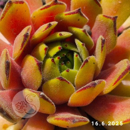 Sempervivum 'Golddrop'